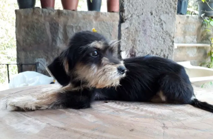 Cachorro ra a SRD idade Abaixo de 2 meses nome LANA