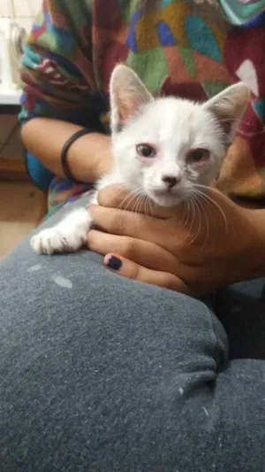 Gato raça SRD idade Abaixo de 2 meses nome Branquinho