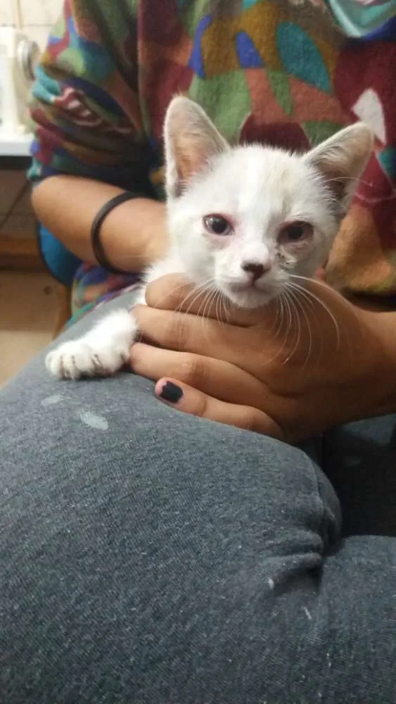 Gato ra a SRD idade Abaixo de 2 meses nome Branquinho