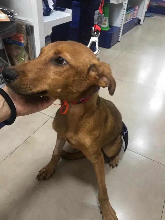 Cachorro ra a SRD idade 7 a 11 meses nome MANU