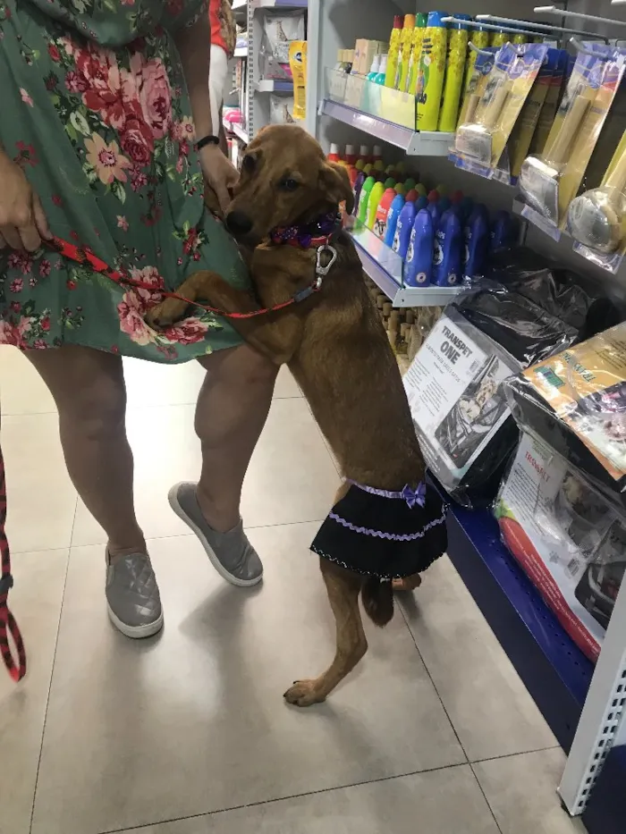 Cachorro ra a SRD idade 7 a 11 meses nome MANU