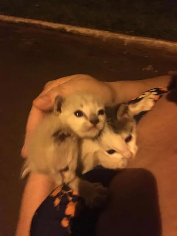 Gato ra a vira lata idade Abaixo de 2 meses nome sem nomes 