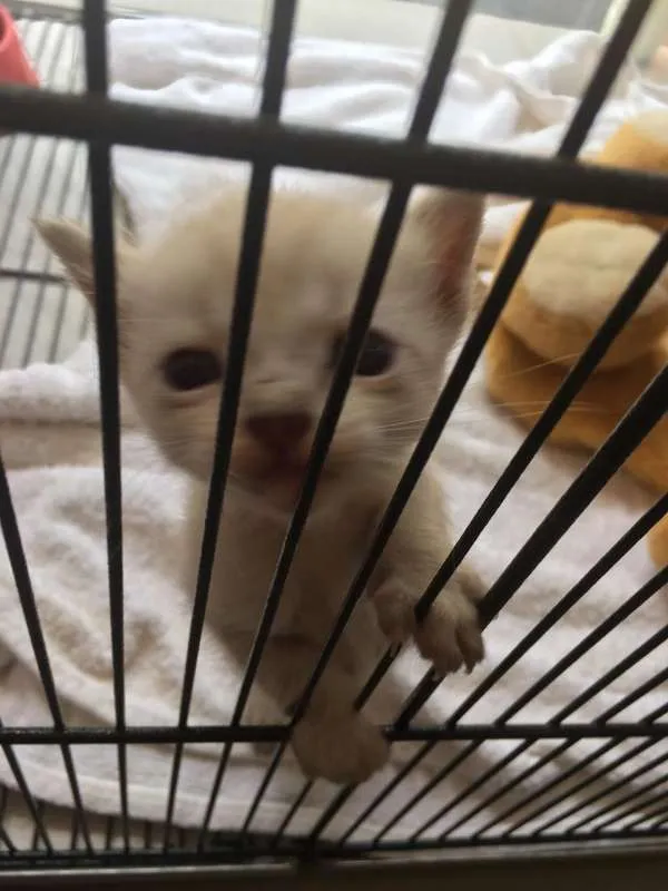 Gato ra a vira lata idade Abaixo de 2 meses nome sem nomes 