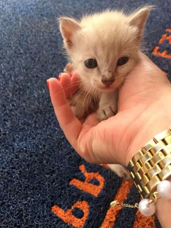 Gato ra a vira lata idade Abaixo de 2 meses nome sem nomes 