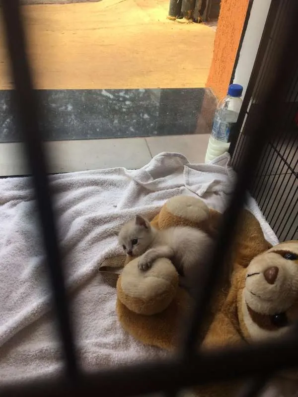 Gato ra a vira lata idade Abaixo de 2 meses nome sem nomes 