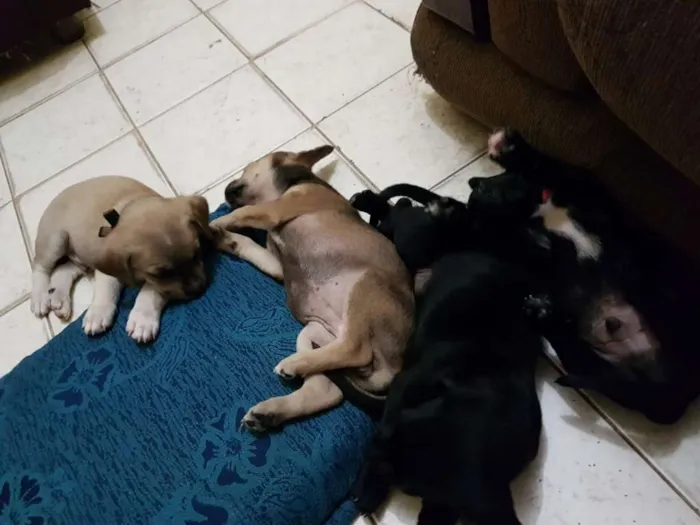 Cachorro raça  idade Abaixo de 2 meses nome filhote