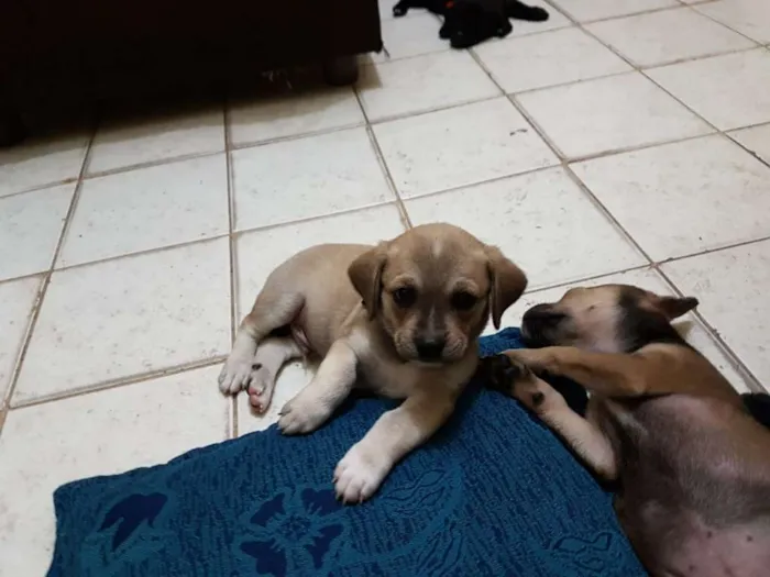 Cachorro raça  idade Abaixo de 2 meses nome filhote