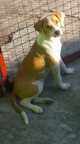 Tiuzinho