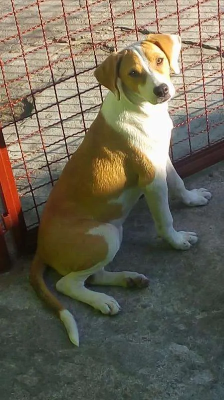 Cachorro raça Vira-lata idade 2 a 6 meses nome Tiuzinho