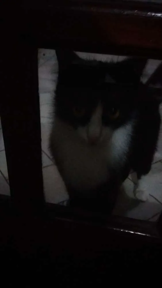 Gato ra a Ñ sei idade 7 a 11 meses nome Mag