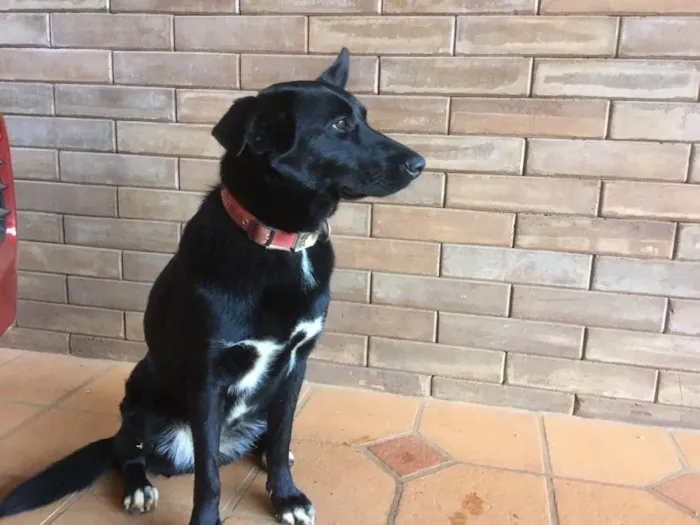 Cachorro ra a Desconheço  idade 1 ano nome Negresca