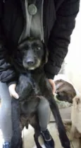 Benji