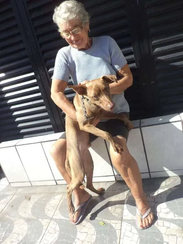 Cachorro ra a weimaraner idade 7 a 11 meses nome BOMBOM