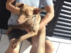 Cachorro raça weimaraner idade 7 a 11 meses nome BOMBOM