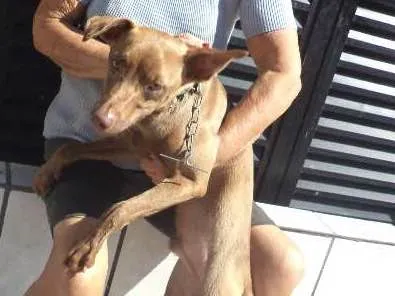 Cachorro ra a weimaraner idade 7 a 11 meses nome BOMBOM