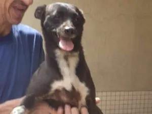 Cachorro raça Pinscher idade 1 ano nome CABRITA