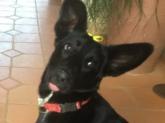 Cachorro ra a Desconheço  idade 1 ano nome Negresca