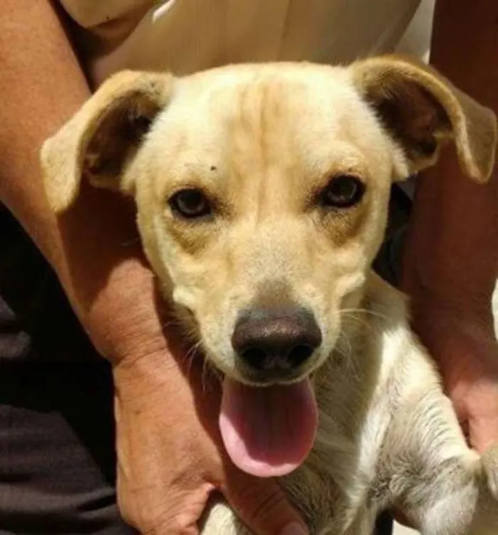 Cachorro raça srd idade 2 anos nome Caramelo