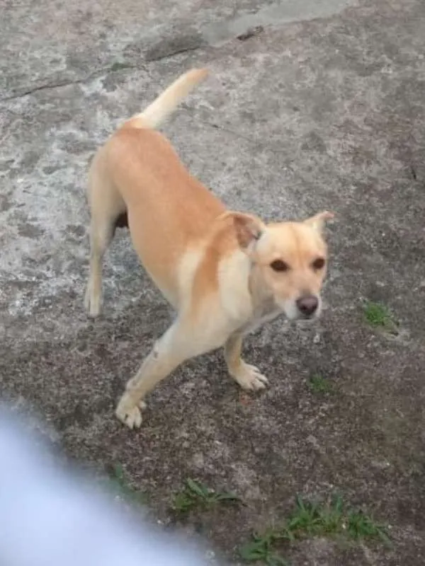 Cachorro raça srd idade 2 anos nome Caramelo