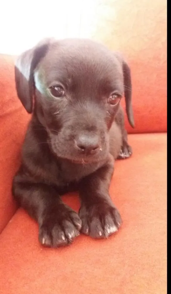 Cachorro ra a Mist de labrador com vira-lata idade 2 a 6 meses nome Lexie