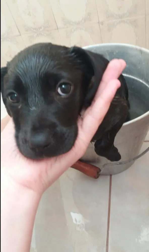 Cachorro ra a Mist de labrador com vira-lata idade 2 a 6 meses nome Lexie