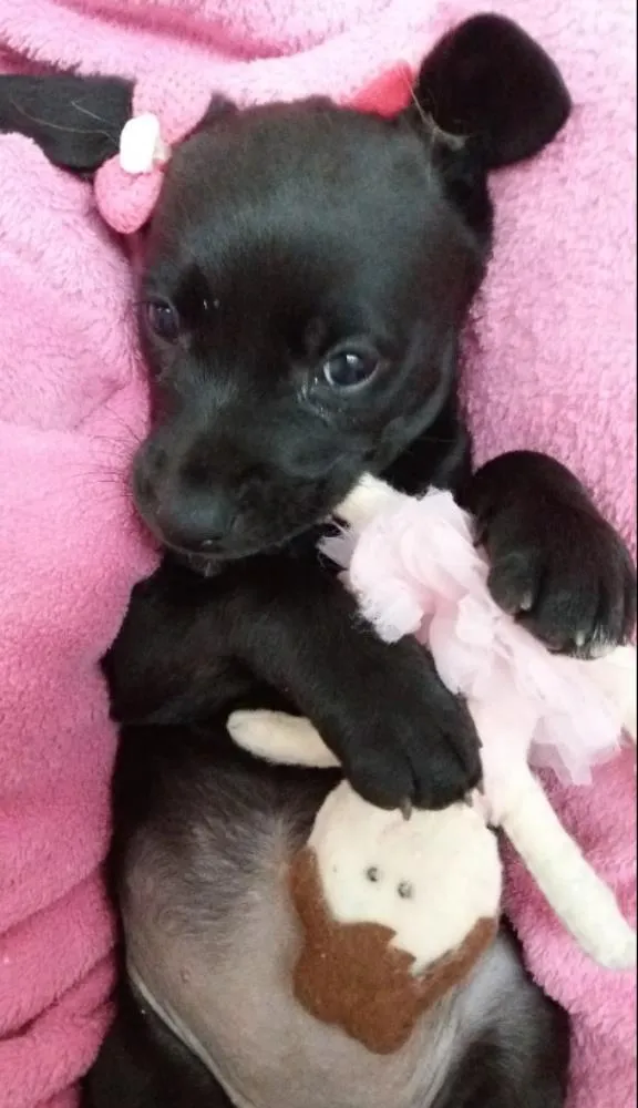 Cachorro ra a Mist de labrador com vira-lata idade 2 a 6 meses nome Lexie