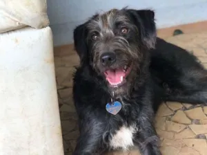 Cachorro raça SRD idade 2 anos nome Jack