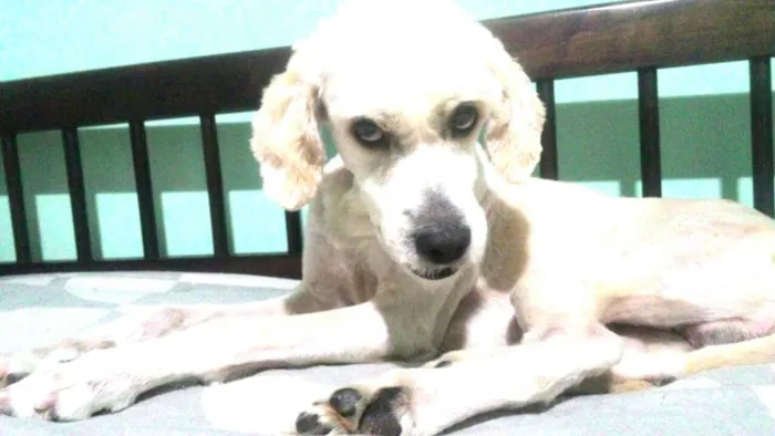 Cachorro ra a Poodle ( mestiço) idade 4 anos nome Bebezao 