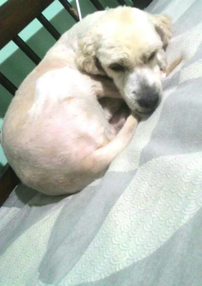 Cachorro ra a Poodle ( mestiço) idade 4 anos nome Bebezao 