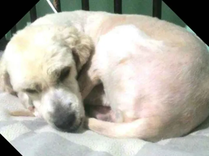 Cachorro ra a Poodle ( mestiço) idade 4 anos nome Bebezao 