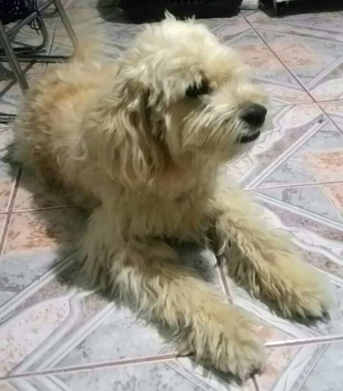 Cachorro ra a Poodle ( mestiço) idade 4 anos nome Bebezao 