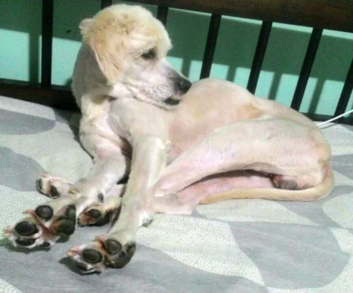 Cachorro ra a Poodle ( mestiço) idade 4 anos nome Bebezao 
