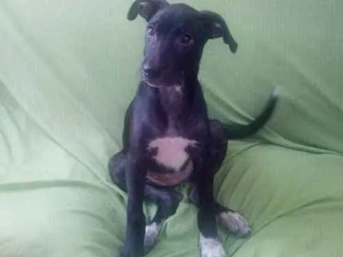 Cachorro raça SRD idade 2 a 6 meses nome Kiara