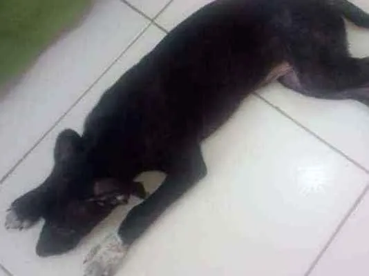 Cachorro raça SRD idade 2 a 6 meses nome Kiara