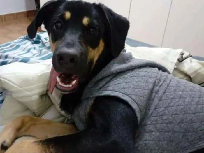 Cachorro ra a Sem Raça Definida idade 1 ano nome Thor