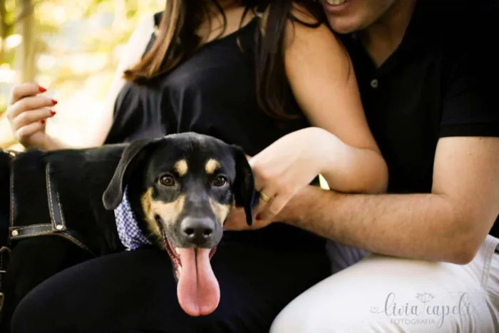 Cachorro ra a Sem Raça Definida idade 1 ano nome Thor