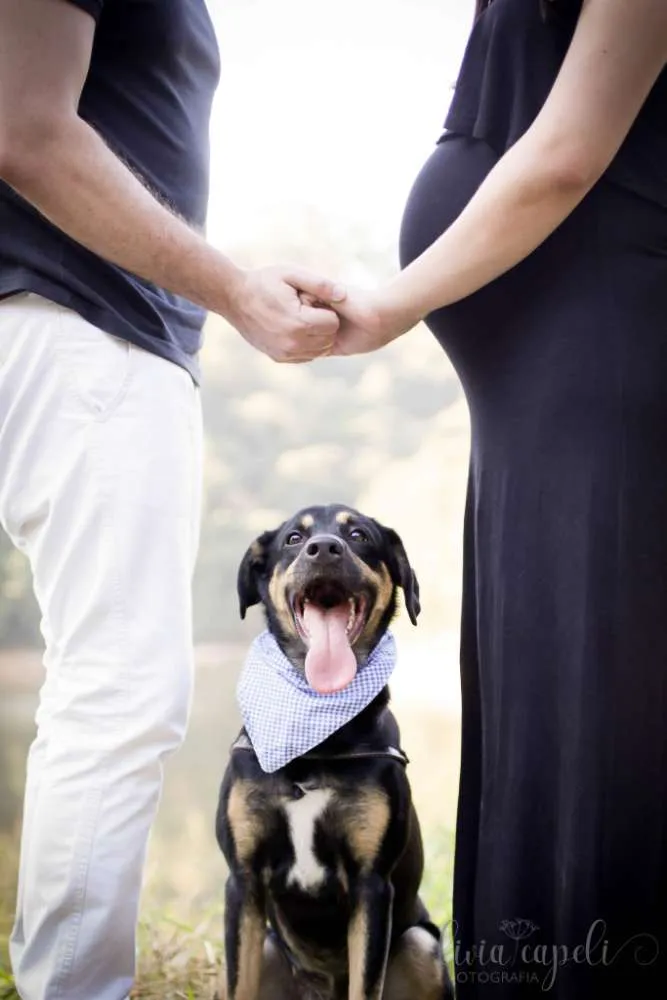 Cachorro ra a Sem Raça Definida idade 1 ano nome Thor