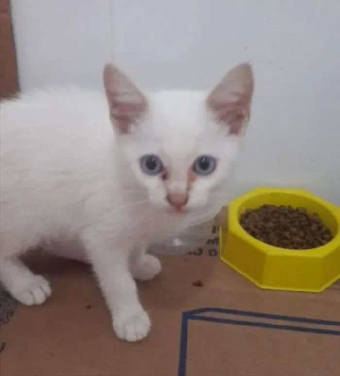 Gato ra a SRD idade Abaixo de 2 meses nome Mimi