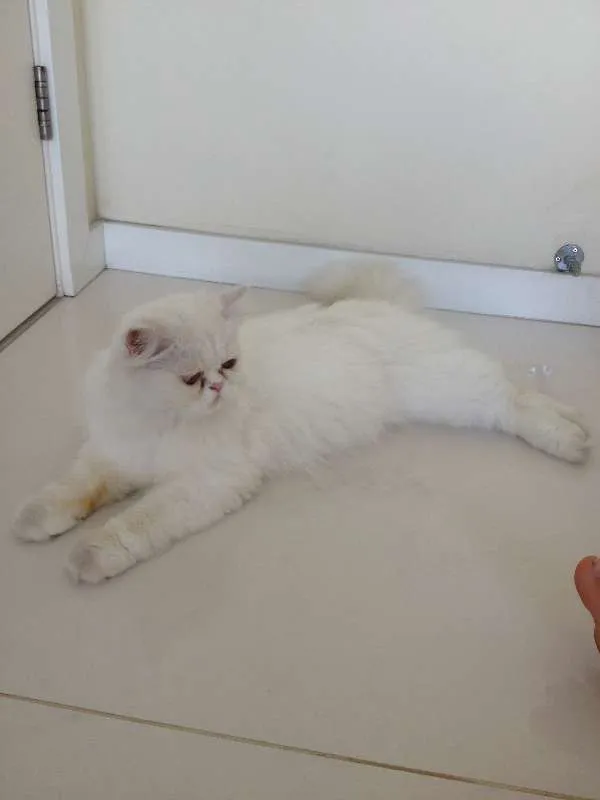 Gato ra a Persa idade 1 ano nome Snowball