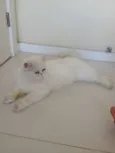 Snowball