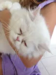 Snowball