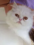 Snowball