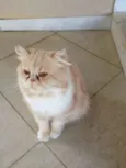 Zezé