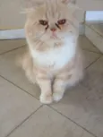 Zezé