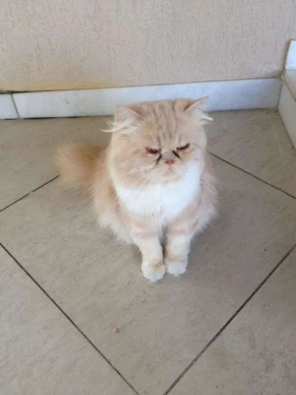 Gato ra a Persa idade 1 ano nome Zezé