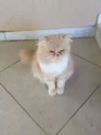 Zezé