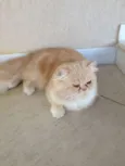 Zezé