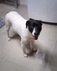 Não tem