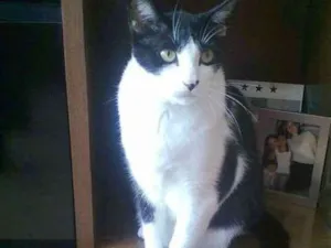 Gato raça indefinida (SRD) idade 6 ou mais anos nome Tchumi