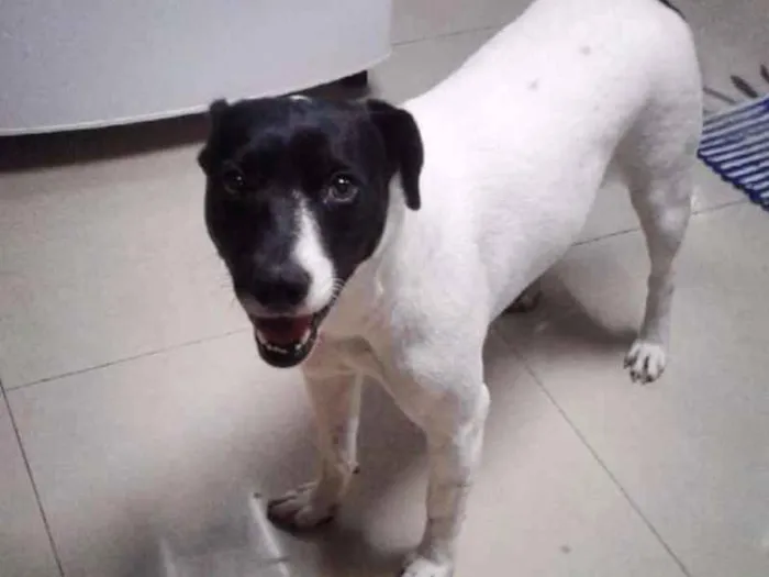 Cachorro ra a Sem raça definida idade 2 anos nome Não tem